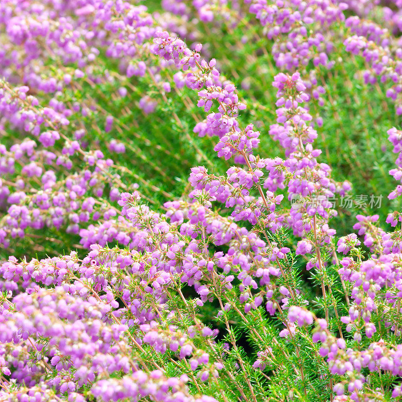 Bell Heather flowers (Erica cinera 'Lime Soda') -二